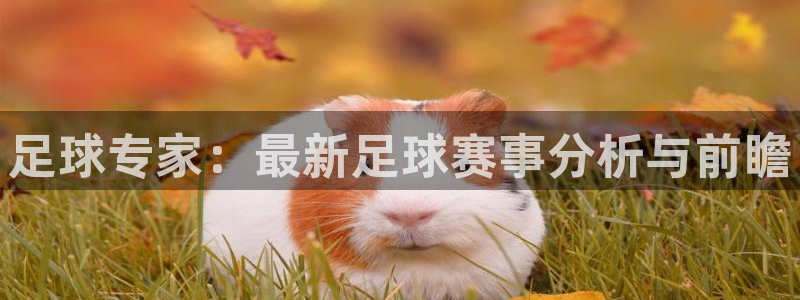 足球专家：最新足球赛事分析与前瞻