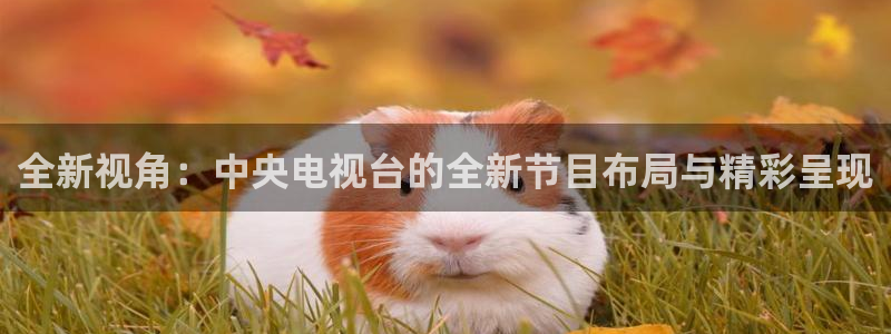 178足球体育直播：全新视角：中央电视台的全新节目布局与精彩呈现
